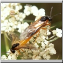 Athalia circularis - Blattwespe 01b.jpg